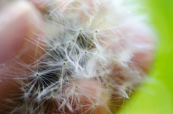 Close-up photo of a ripe dandelion — Stock Photo, Image