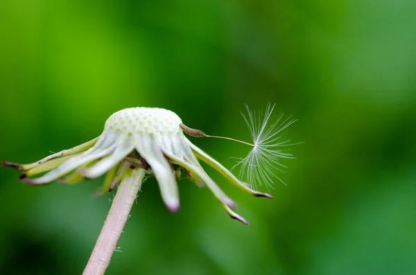 Utolsó fuzz, a szár. — Stock Fotó