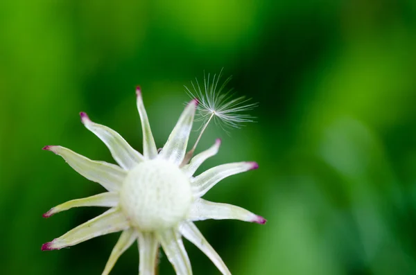 Poslední fuzz na stopce. — Stock fotografie