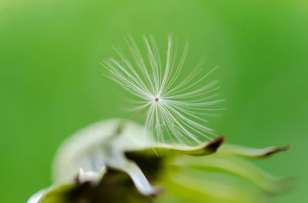 Última pelusa en el tallo . — Foto de Stock