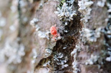 Ormandaki küçük hata