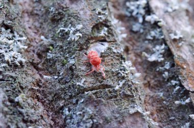 Ormandaki küçük hata