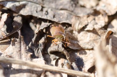Ormandaki küçük hata