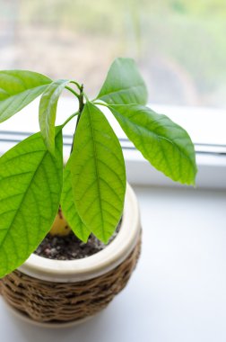 Bir tencerede avokado filiz