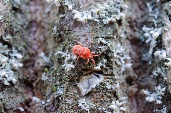 Little bug in the forest