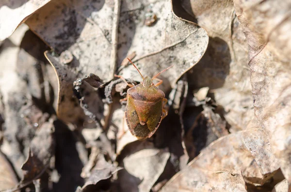 Pequeno inseto na floresta — Fotografia de Stock
