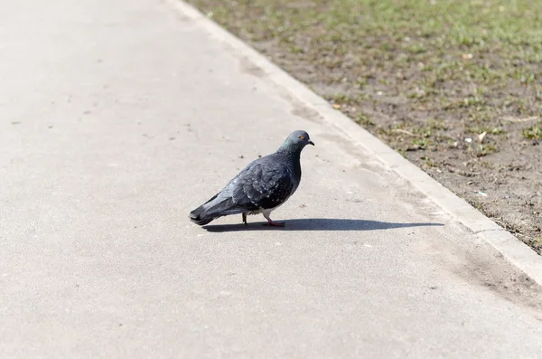 Pomba cinzenta, caminhando na rua . — Fotografia de Stock