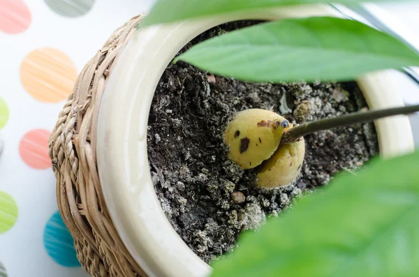 Avocado sprout in the pot. — Stock Photo, Image
