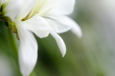 Beyaz krizantem makro