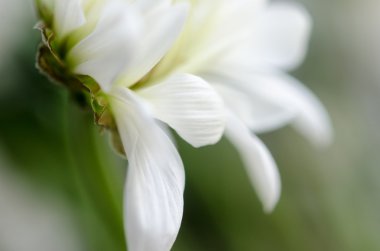 Beyaz krizantem makro