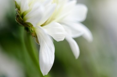 Beyaz krizantem makro