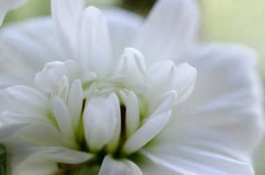 Beyaz krizantem makro