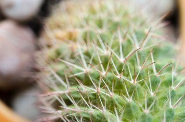 Yakın çekim fotoğraf kaktüs