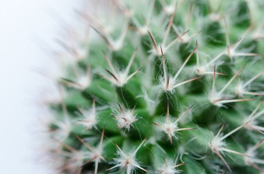Yakın çekim fotoğraf kaktüs