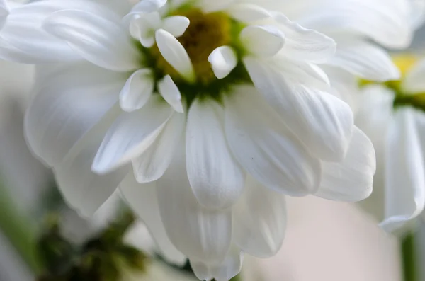 Chryzantéma bílá makro — Stock fotografie