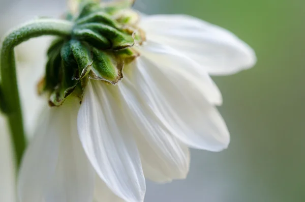 White chrysanthemum macro — Stock Photo, Image