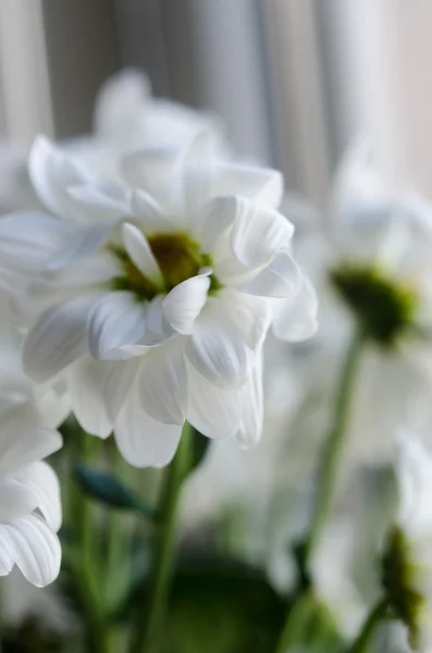 Chryzantéma bílá makro — Stock fotografie
