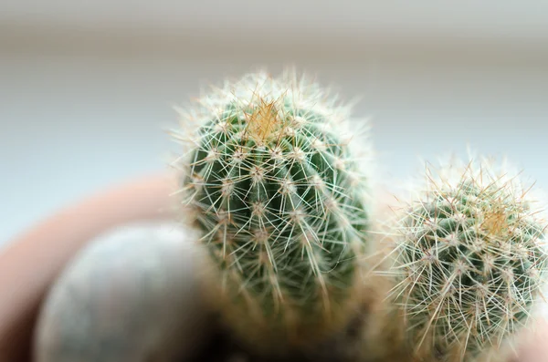 Close-Up photo kaktusz — Stock Fotó