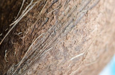 Küçük Hindistan cevizi