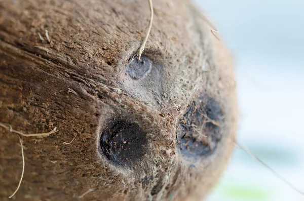 Um pequeno coco inteiro. — Fotografia de Stock