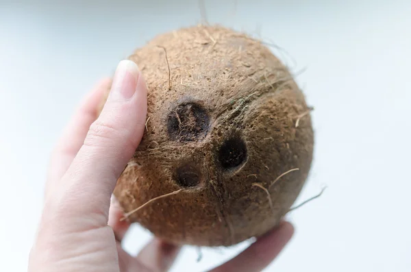 Ganze kleine Kokosnuss — Stockfoto