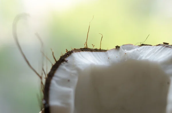 Coco na mão — Fotografia de Stock