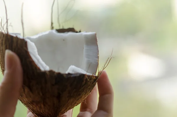 Kokos in de hand — Stockfoto