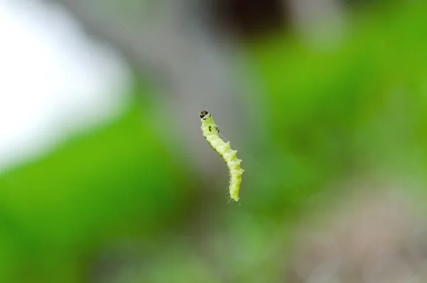 小さな青虫 — ストック写真