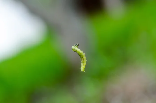 Kis zöld caterpillar — Stock Fotó