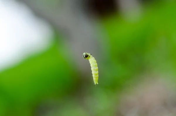 Little green caterpillar — Stock Photo, Image