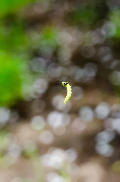 Pequeña oruga verde — Foto de Stock
