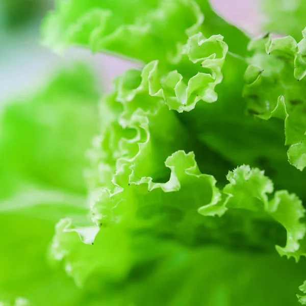 salata