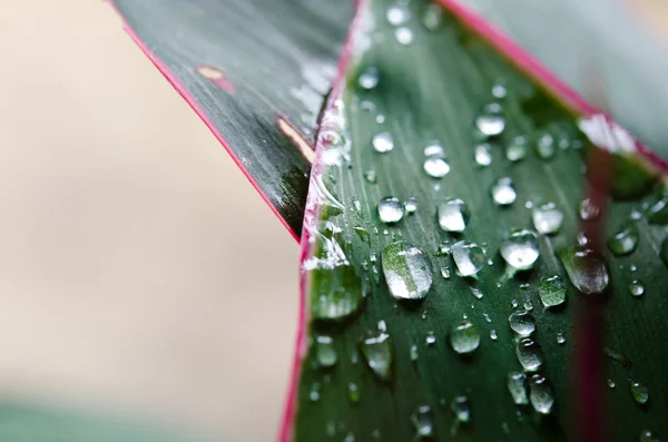 Gotas de água — Fotografia de Stock