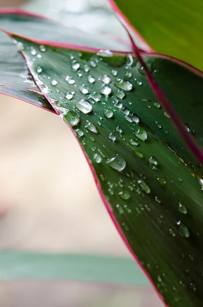 Gotas de água — Fotografia de Stock