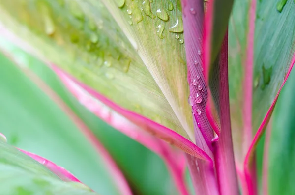 Gotas de água — Fotografia de Stock