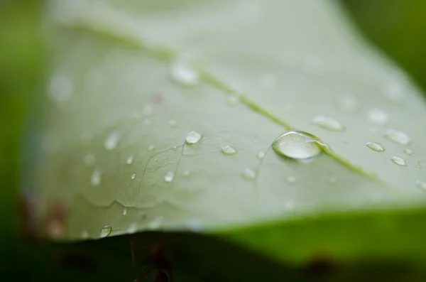 Gotas de água — Fotografia de Stock