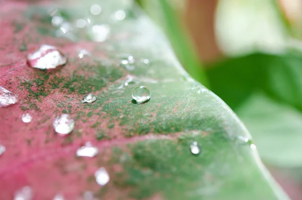 Water drops — Stock Photo, Image