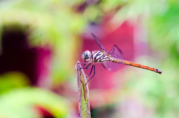 Libelle — Stockfoto