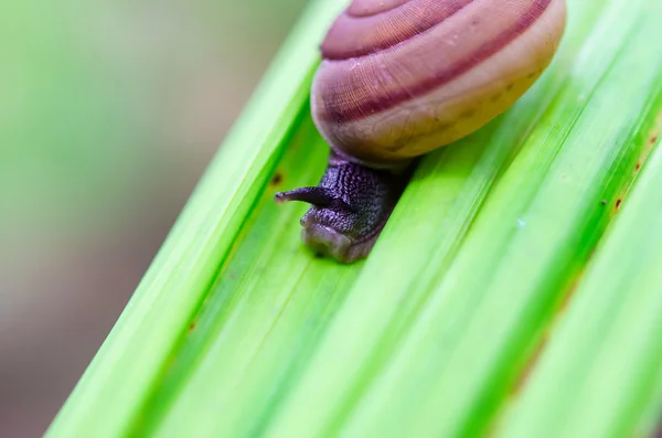 Caracol — Fotografia de Stock