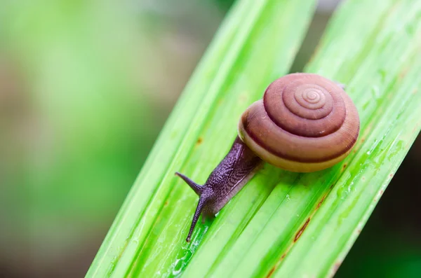 Caracol — Fotografia de Stock