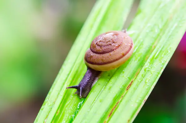 Caracol — Fotografia de Stock