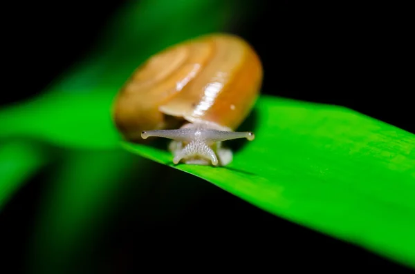 Caracol — Fotografia de Stock