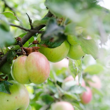 Ağaçtaki yeşil elmalar