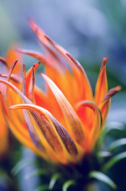 Turuncu tomurcukları fotoğraf