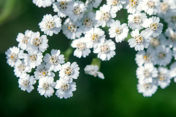 Zdjęcia białych kwiatów — Zdjęcie stockowe