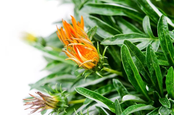 Photo of Orange buds — Stock Photo, Image