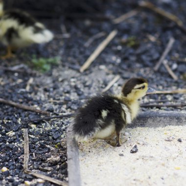 Grup küçük ördek