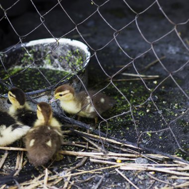 Grup küçük ördek