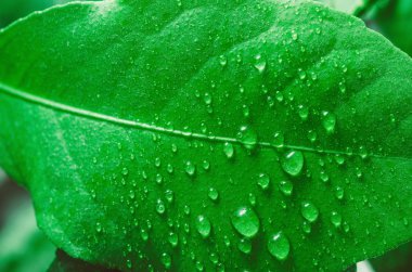 Yaprağın üzerine su damlaları
