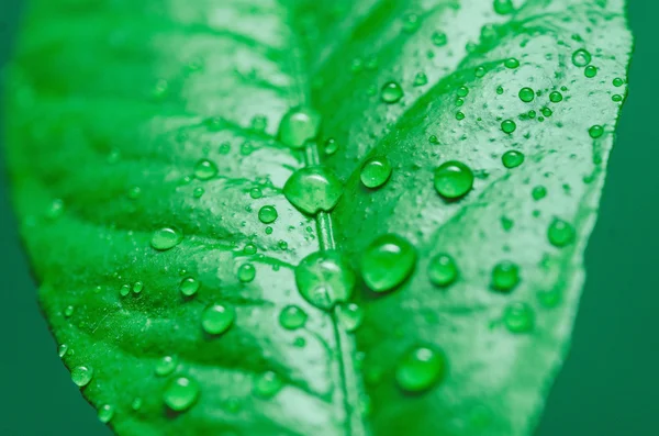 Gotas de agua en la hoja — Foto de Stock